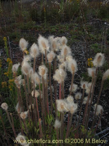 Image of Anemone multifida (). Click to enlarge parts of image.